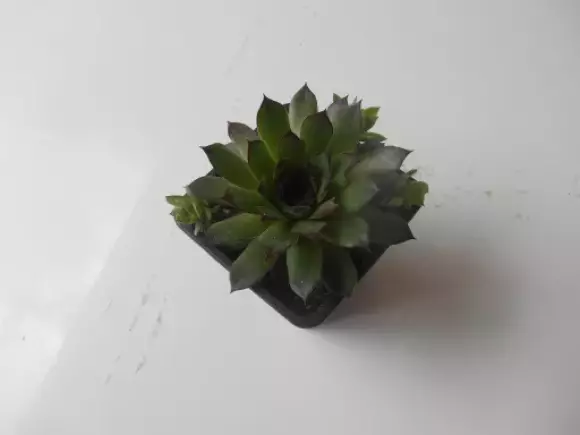 DSCN1447.webp