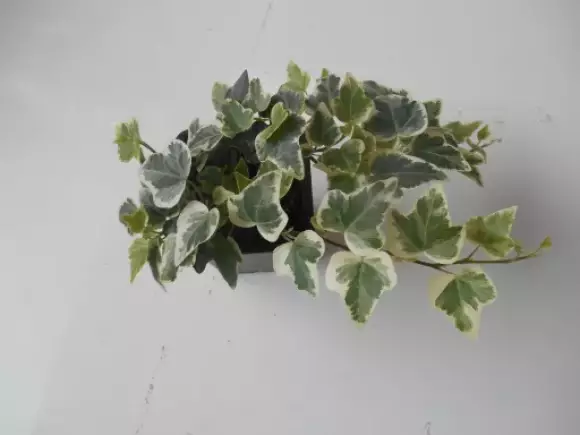 DSCN1487.webp