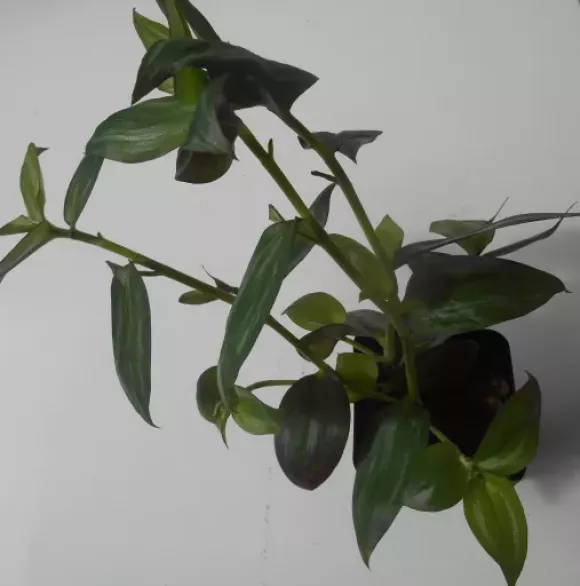 DSCN1435.webp