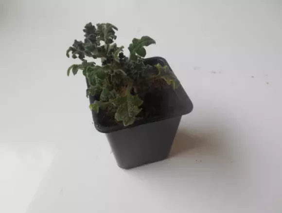 DSCN1505.webp