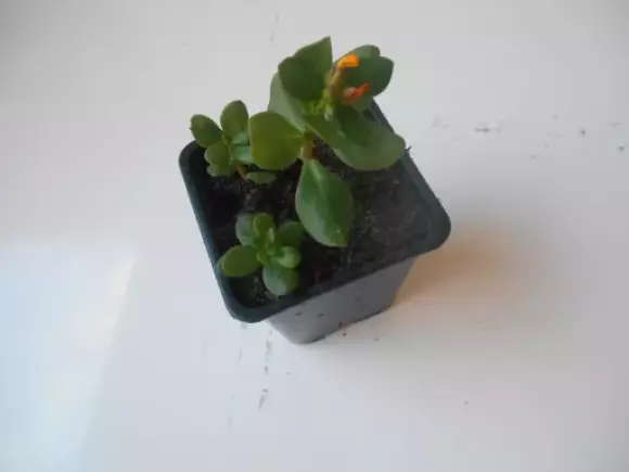 DSCN1508.webp