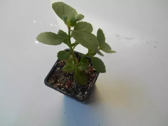 DSCN1514.webp