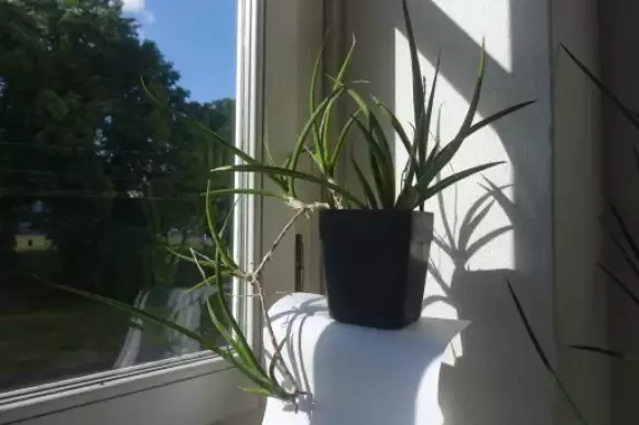 S. x gracilis 2.webp