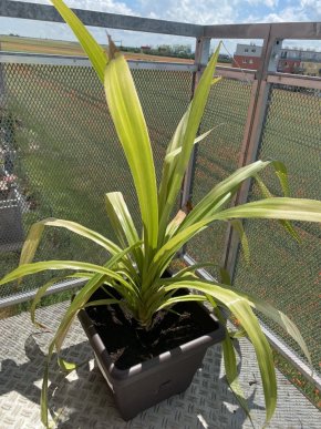 Dracena?