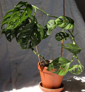 Monstera adansonii Monkey Mask