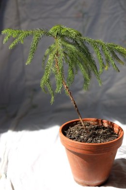 Araucaria heterophylla - blahočet ztepilý