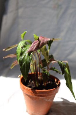 Calathea rufibarba - kalátea