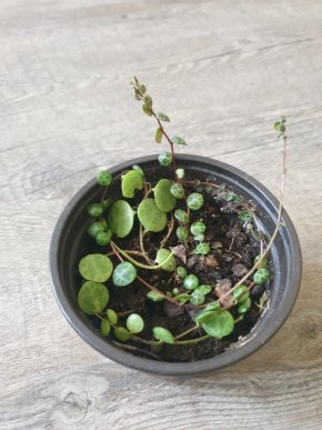 Peperomia prostrata