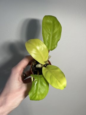Philodendron ´Malay Gold´