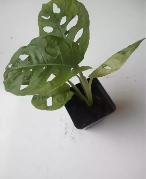 DSCN1483.webp