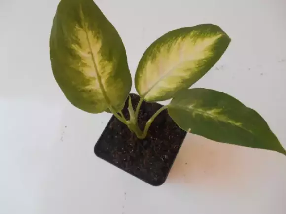 DSCN1531.webp