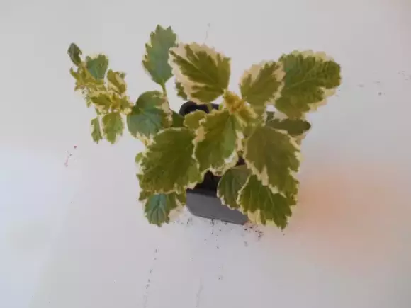 DSCN1534.webp