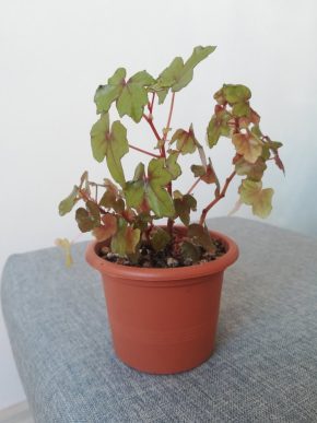 Begonia richardsiana