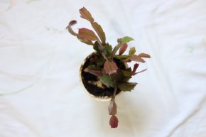 Vánoční kaktus - Schlumbergera truncata