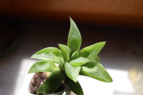 Haworthia cooperi - haworthie s poloprůhlednými listy