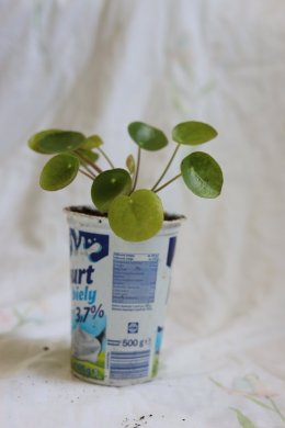 Pilea pepřincová - Pilea peperomioides Chinese money plant, palačinková rostlina 4