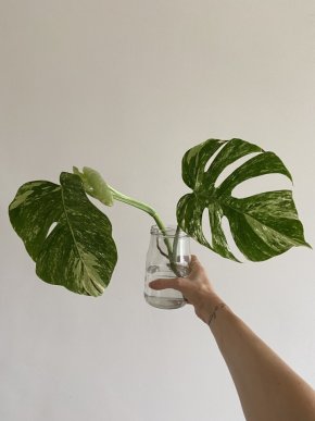 Monstera Variegata