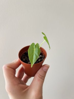 Alocasia Micholitziana 'Frydek' - mini rostlinka