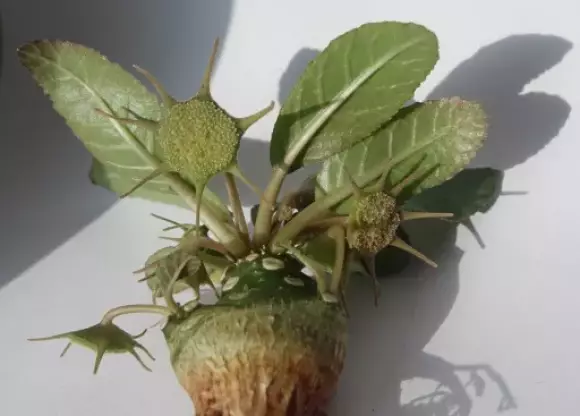 Dorstenia foetida.webp