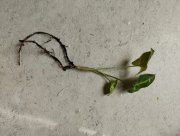 IMG_20230721_141744.jpg