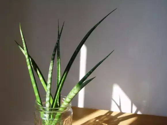 sansevieria.webp