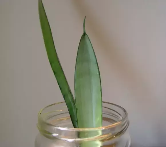 trifasciata.webp