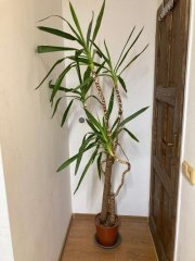 pokojova-rostlina-yucca-elephantipes-162660168.jpg