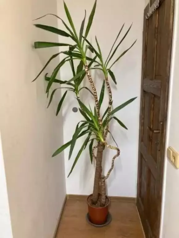 pokojova-rostlina-yucca-elephantipes-162660168.webp