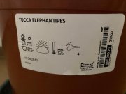 pokojova-rostlina-yucca-elephantipes-162660261.jpg