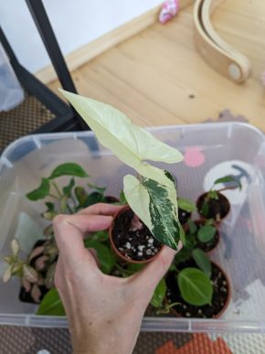 Syngonium albo variegata