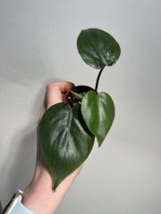 IMG_3812.jpeg