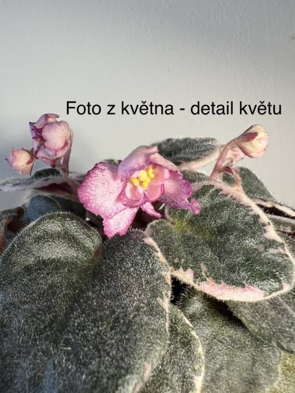 IMG_8960.jpeg