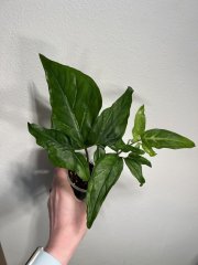 IMG_3787.jpeg