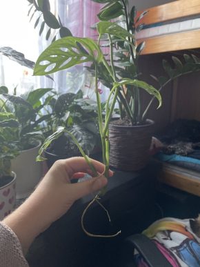 Nabízím řízek monstera adansonii