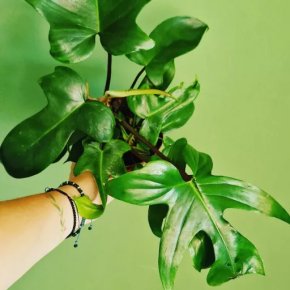Philodendron Florida Green