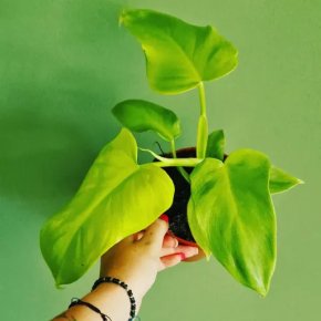 Philodendron Gold Violin