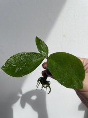 IMG_5042.jpeg