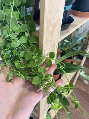 Dischidia nummularia - čerstvý řízek 15cm