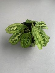 IMG_3582.jpeg