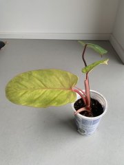 IMG_3585.jpeg