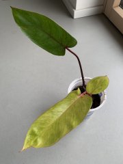 IMG_3605.jpeg
