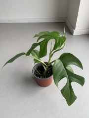 IMG_3604.jpeg
