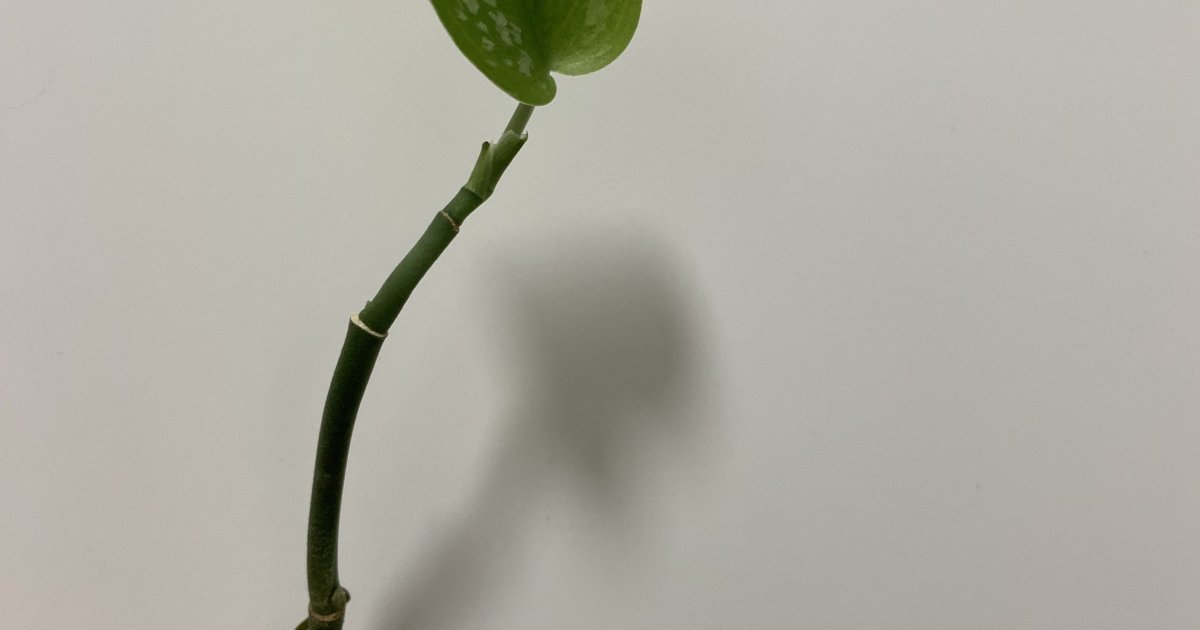Scindapsus EXOTICA | Aukce rostlin