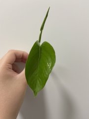 IMG_2772.jpeg