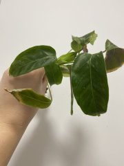 IMG_2785.jpeg