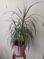 IMG_20230731_084439.jpg
