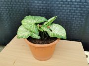 IMG_20230723_163619.jpg