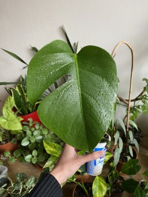 Baby monstera deliciosa #1