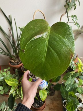 Baby monstera deliciosa #2