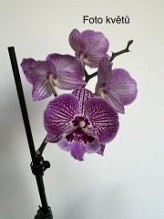 IMG_5130.jpeg